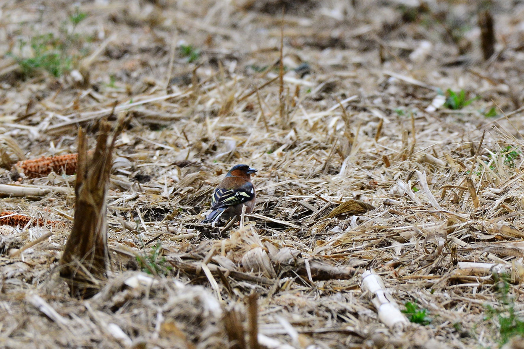 Photos de balades en forêt à proximité de chez nous!