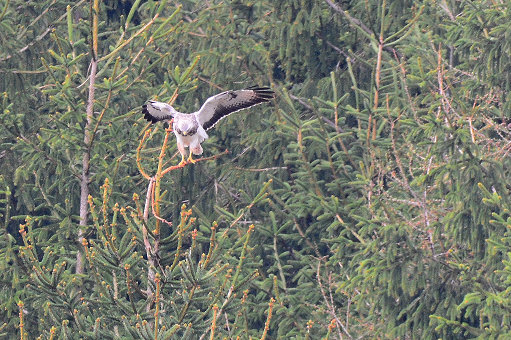 Photos de balades en forêt à proximité de chez nous!