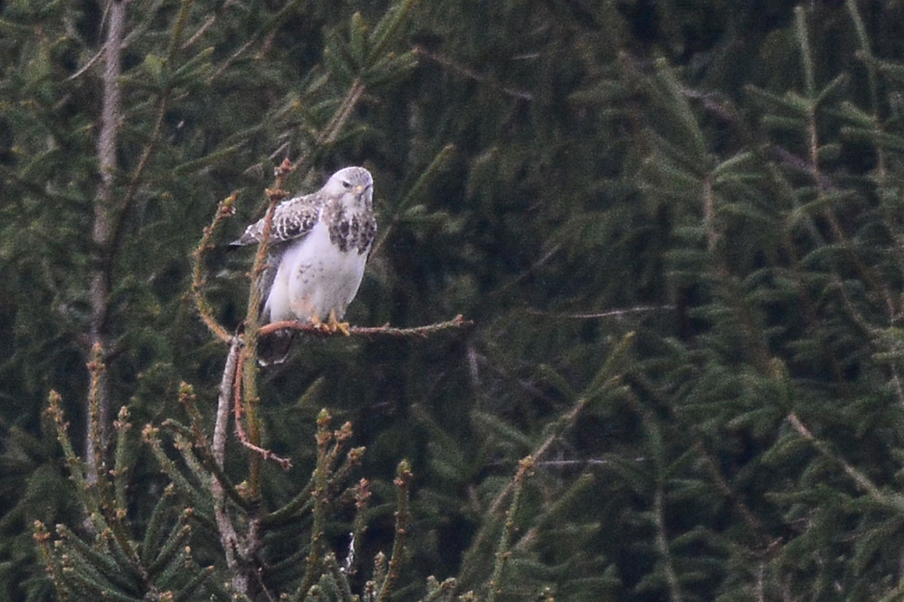 Photos de balades en forêt à proximité de chez nous!