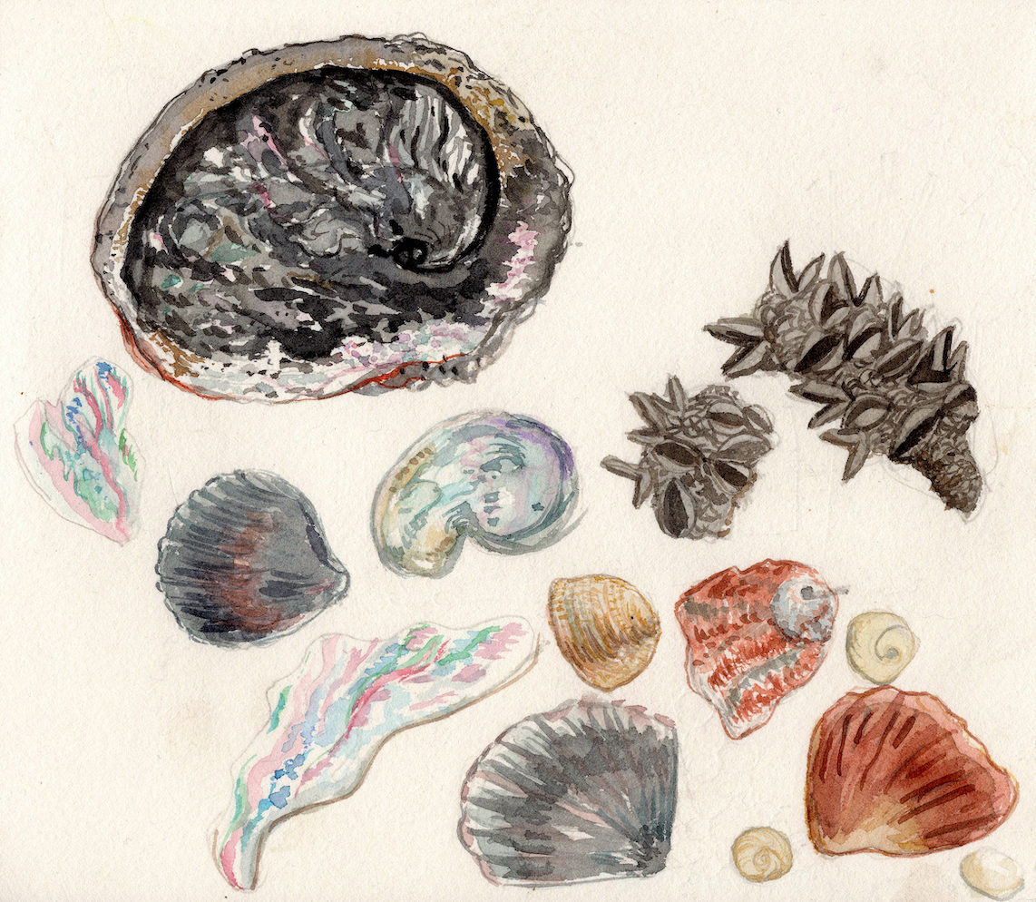 Cape Conran Assorted Treasures