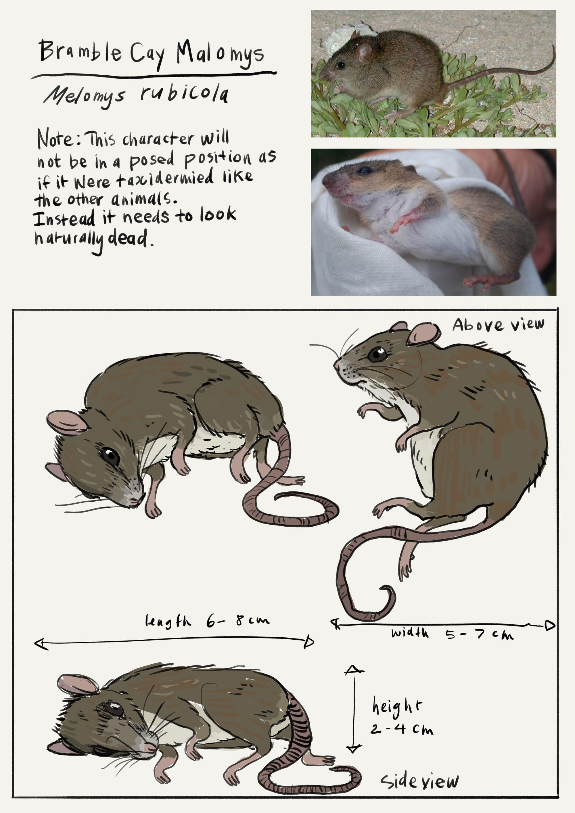 Dance of the Dead - Bramble Cay Melomys