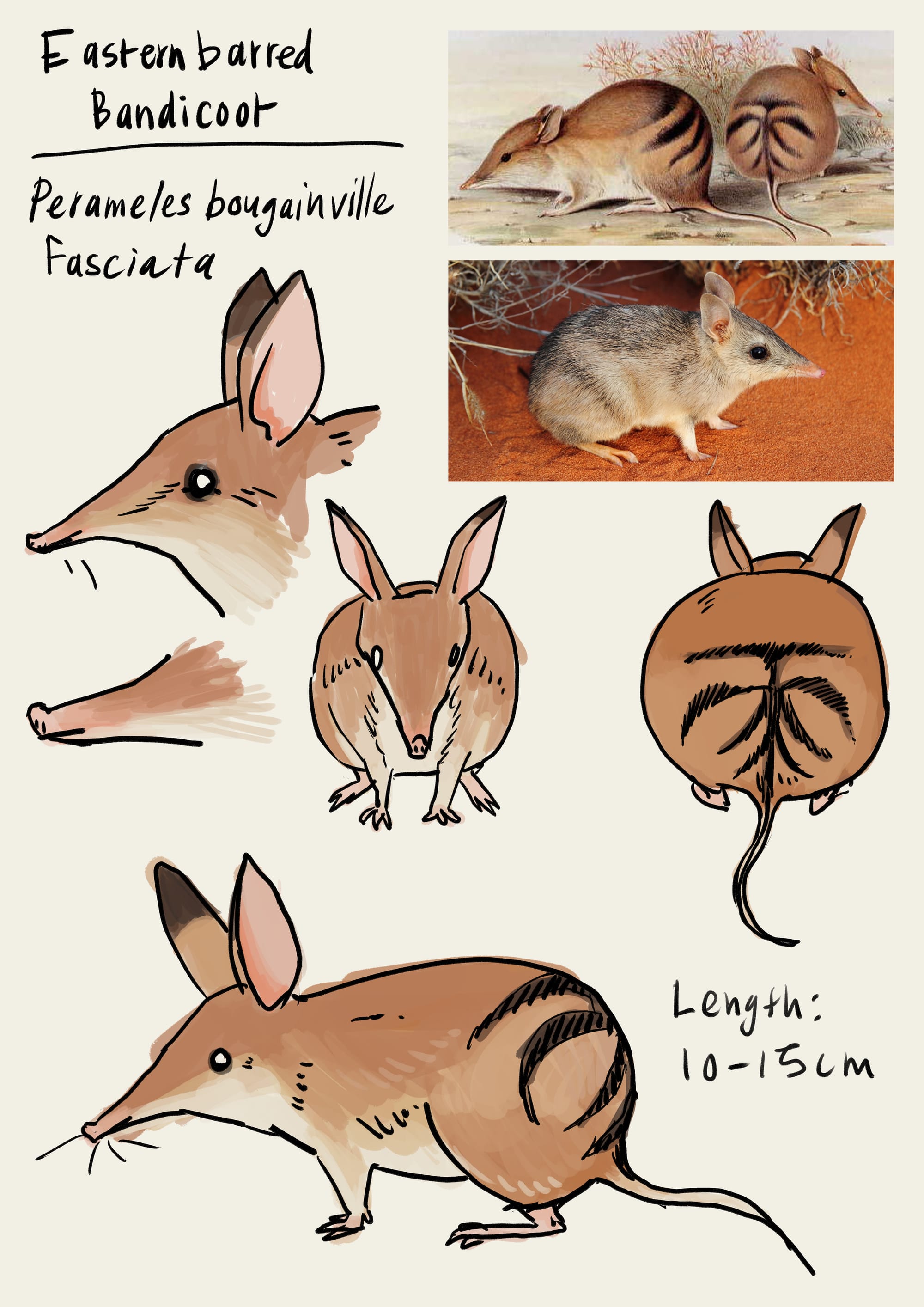 Dance of the Dead - Eastern barred bandicoot