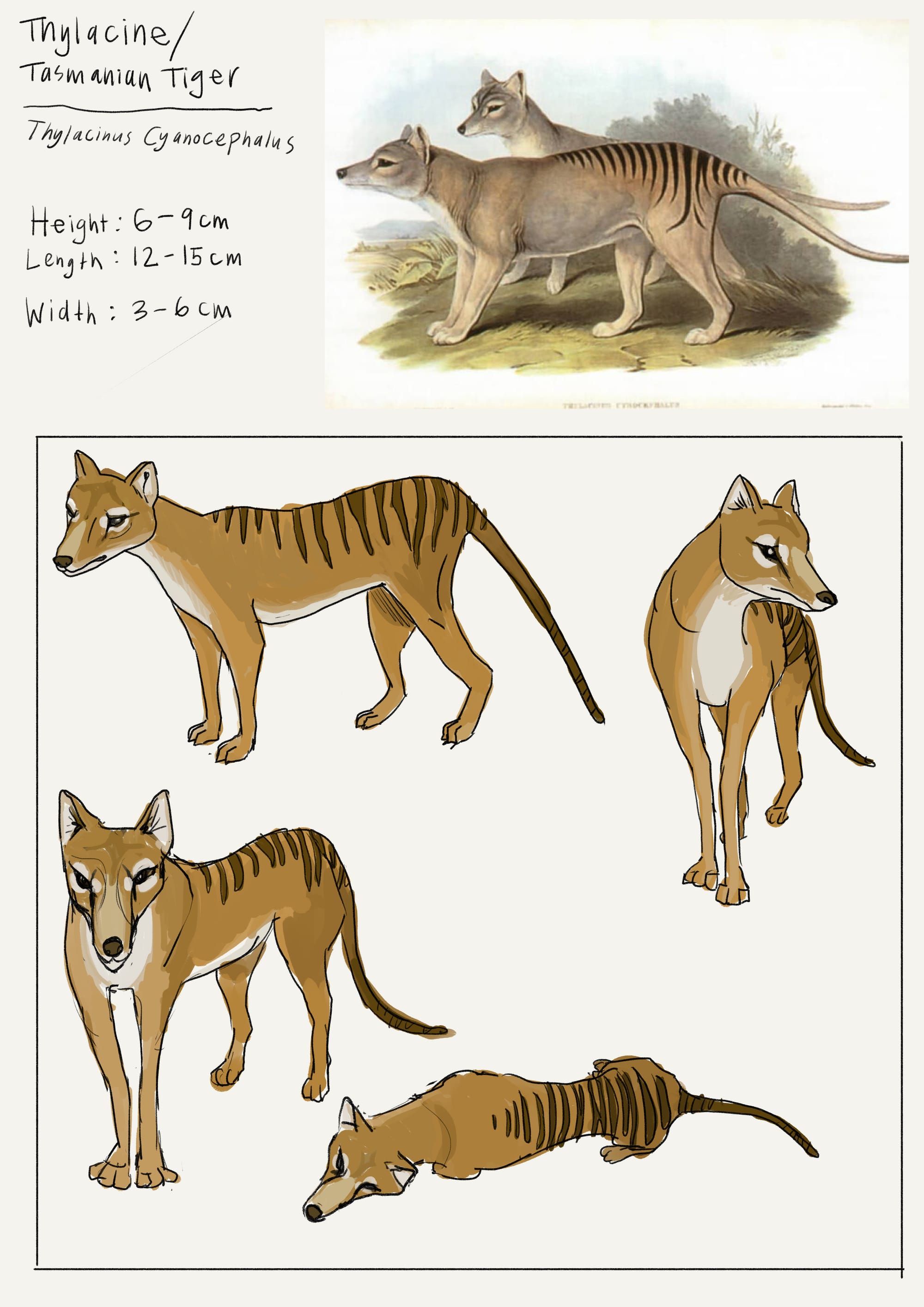 Dance of the Dead - Thylacine