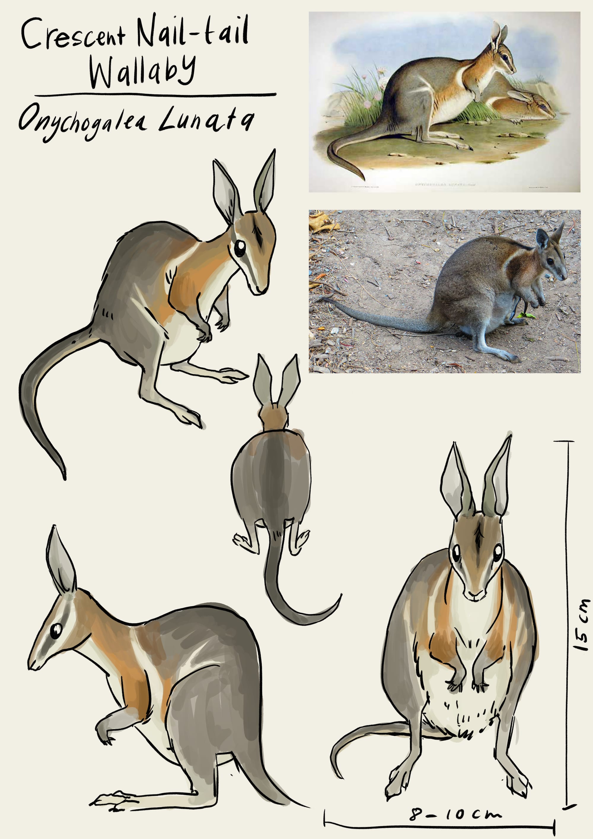 Dance of the Dead - Nail Tail Wallaby