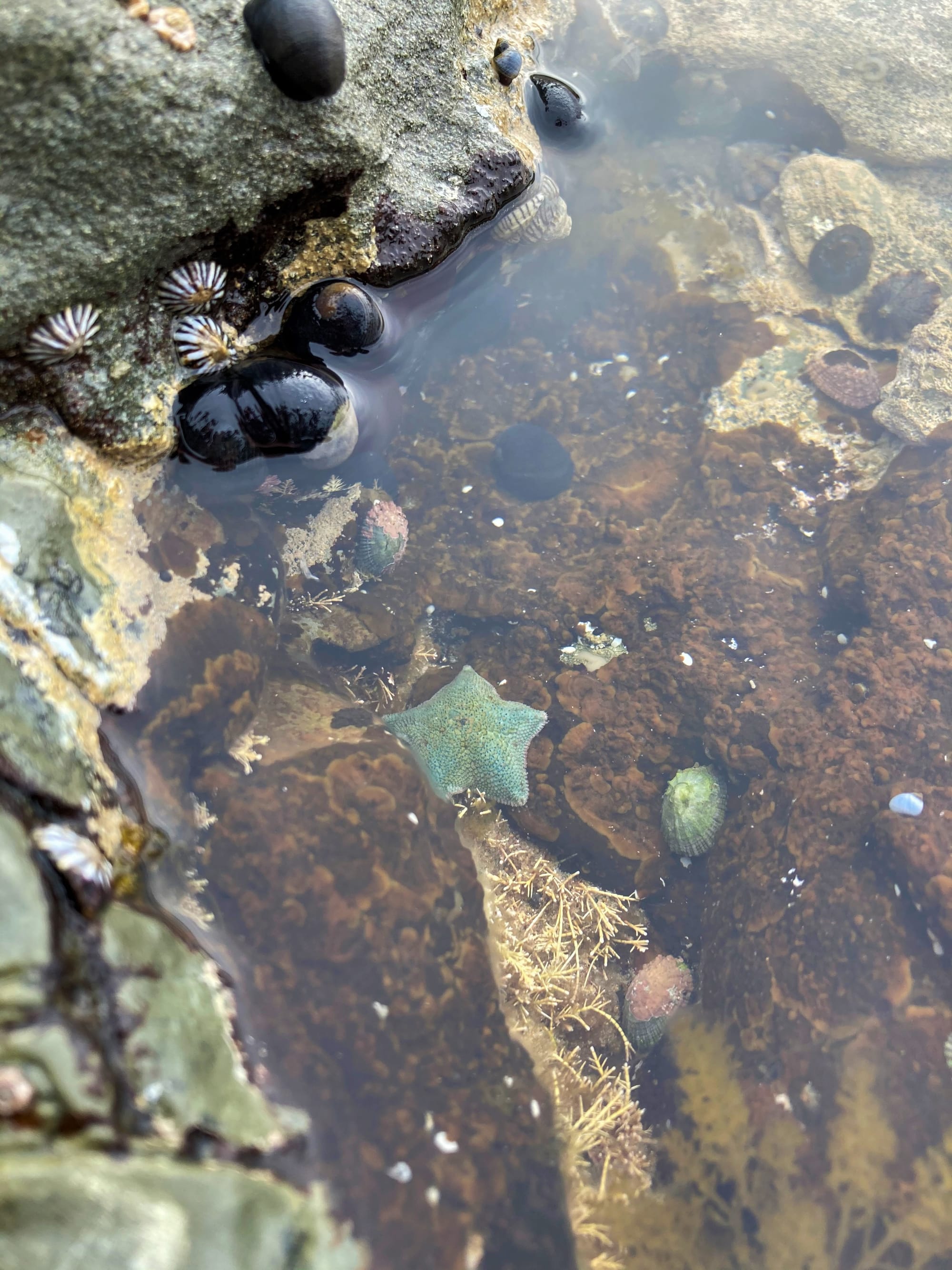 Rockpool reference detail