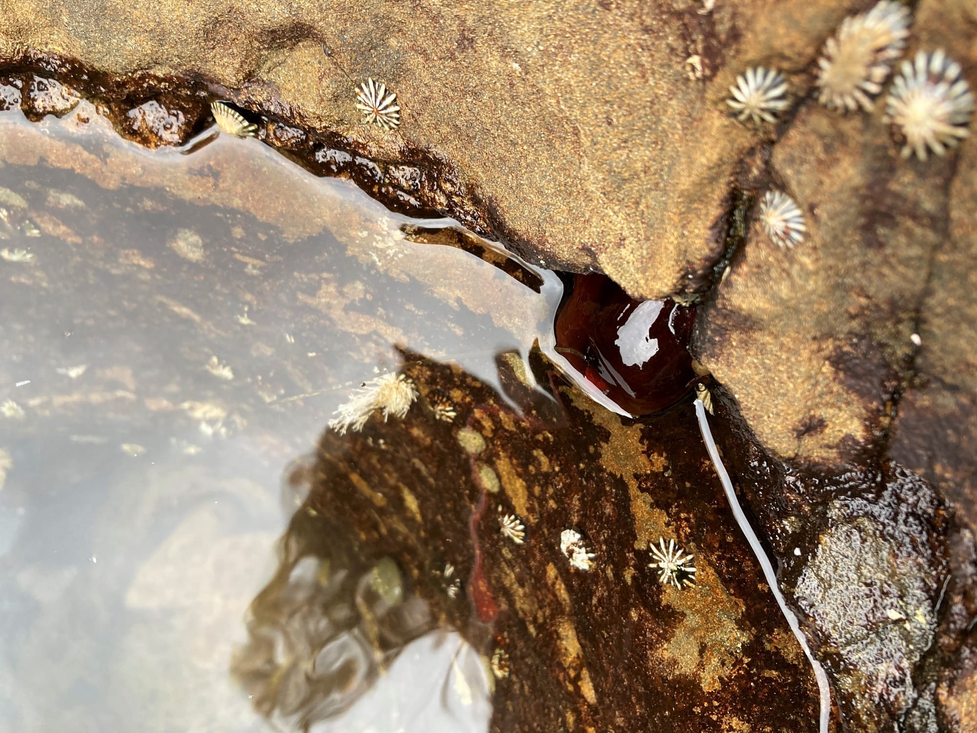 Rockpool reference detail