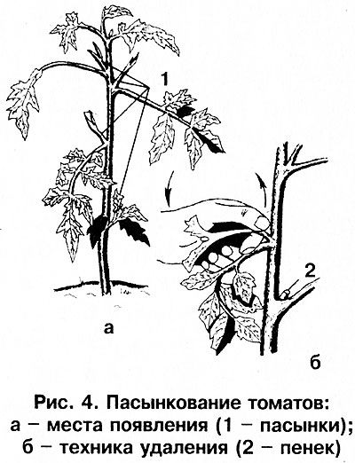 Пасинкування