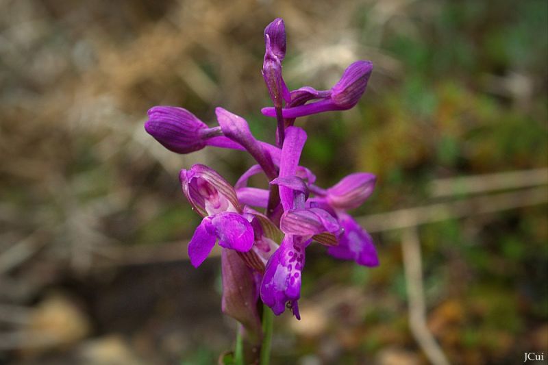 Orchis morio