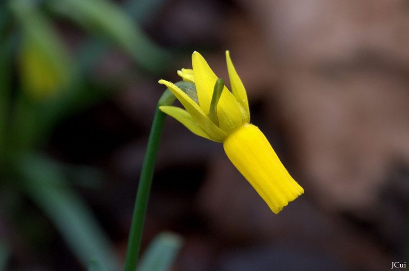 Narcissus cyclamineus