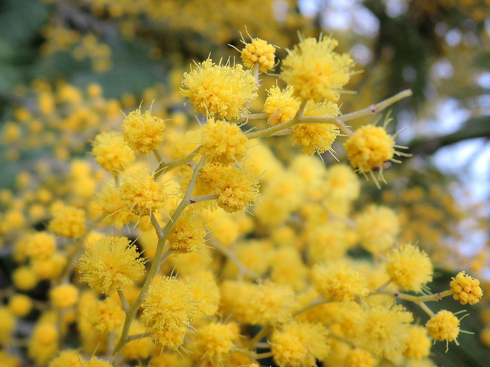 Plantas invasoras de Galiza