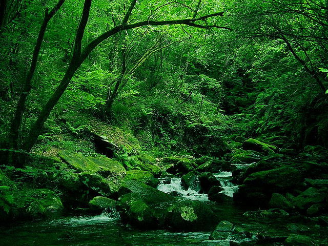 A biodiversidade e os principais problemas de conservación