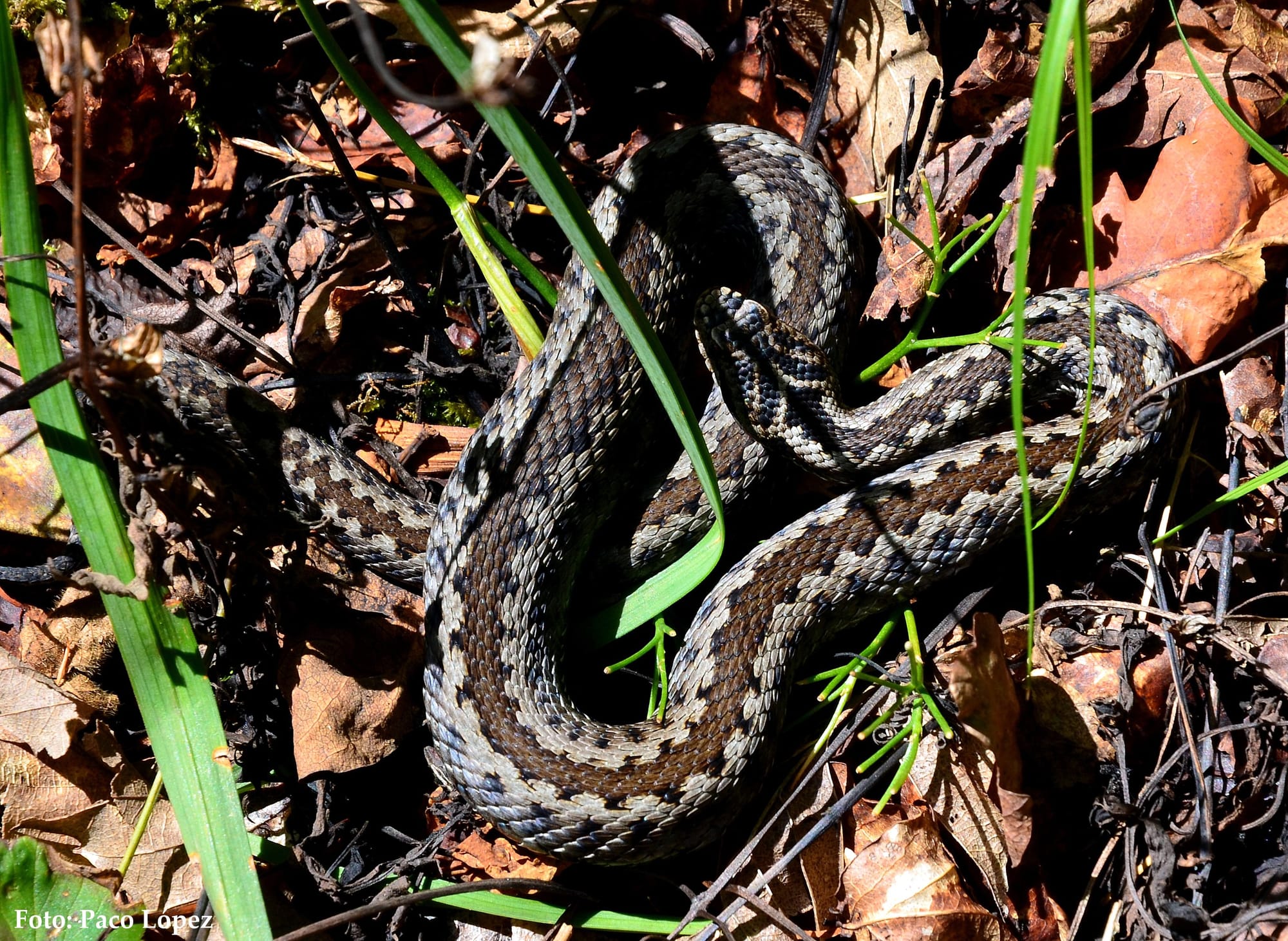 Réptiles na Serra do Candán