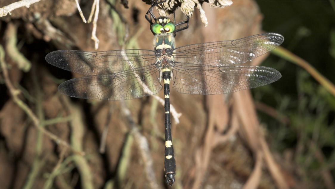 Macromia splendens, un tesouro biolóxico en perigo de extinción presente no río Deza