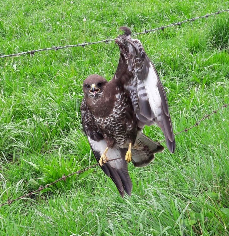 Os aramados de espiño, outro perigo para a fauna.