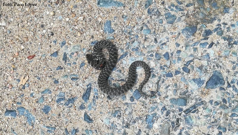 O ataque da "Formica rufa"