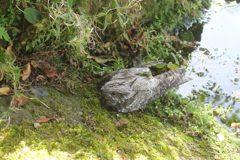 Unha "Avenoiteira cincenta" que non podía voar