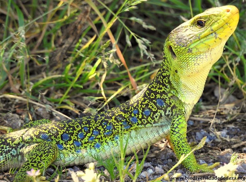 Un lagarto arnal entre colmeas
