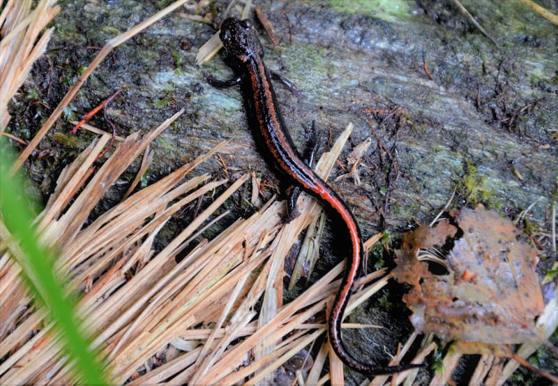 A Salamántiga galega, unha das xoias do Candán.