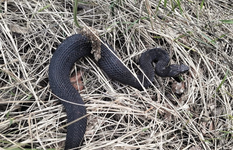 Os patronaxes da Víbora de Seoane