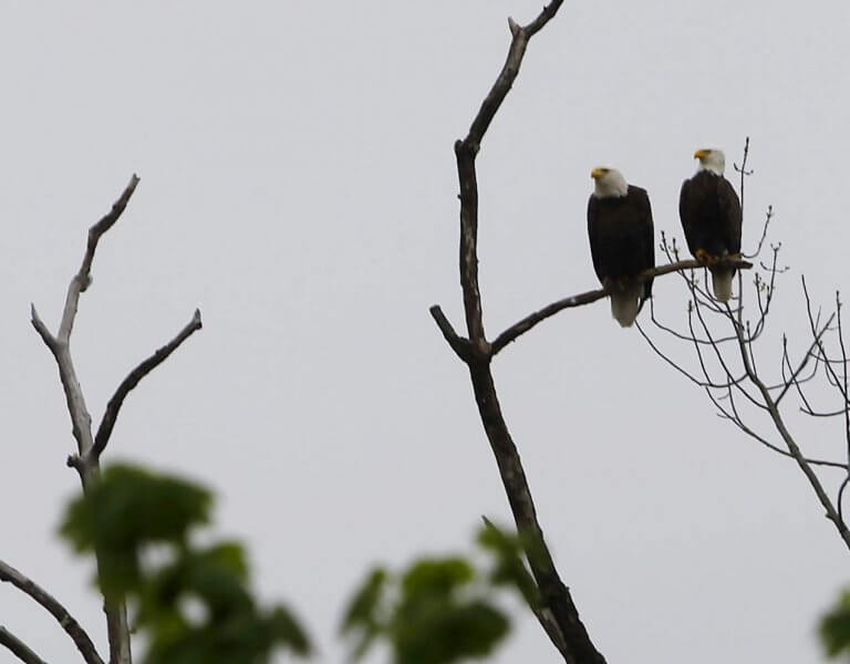 Nesting eagles halt construction in Hopatcong