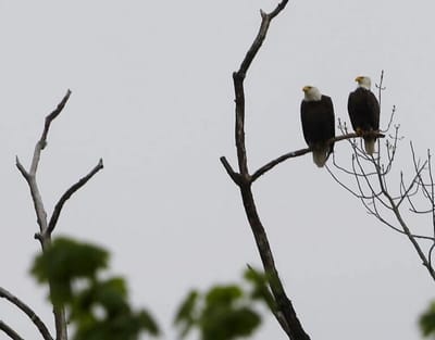 Nesting eagles halt construction in Hopatcong