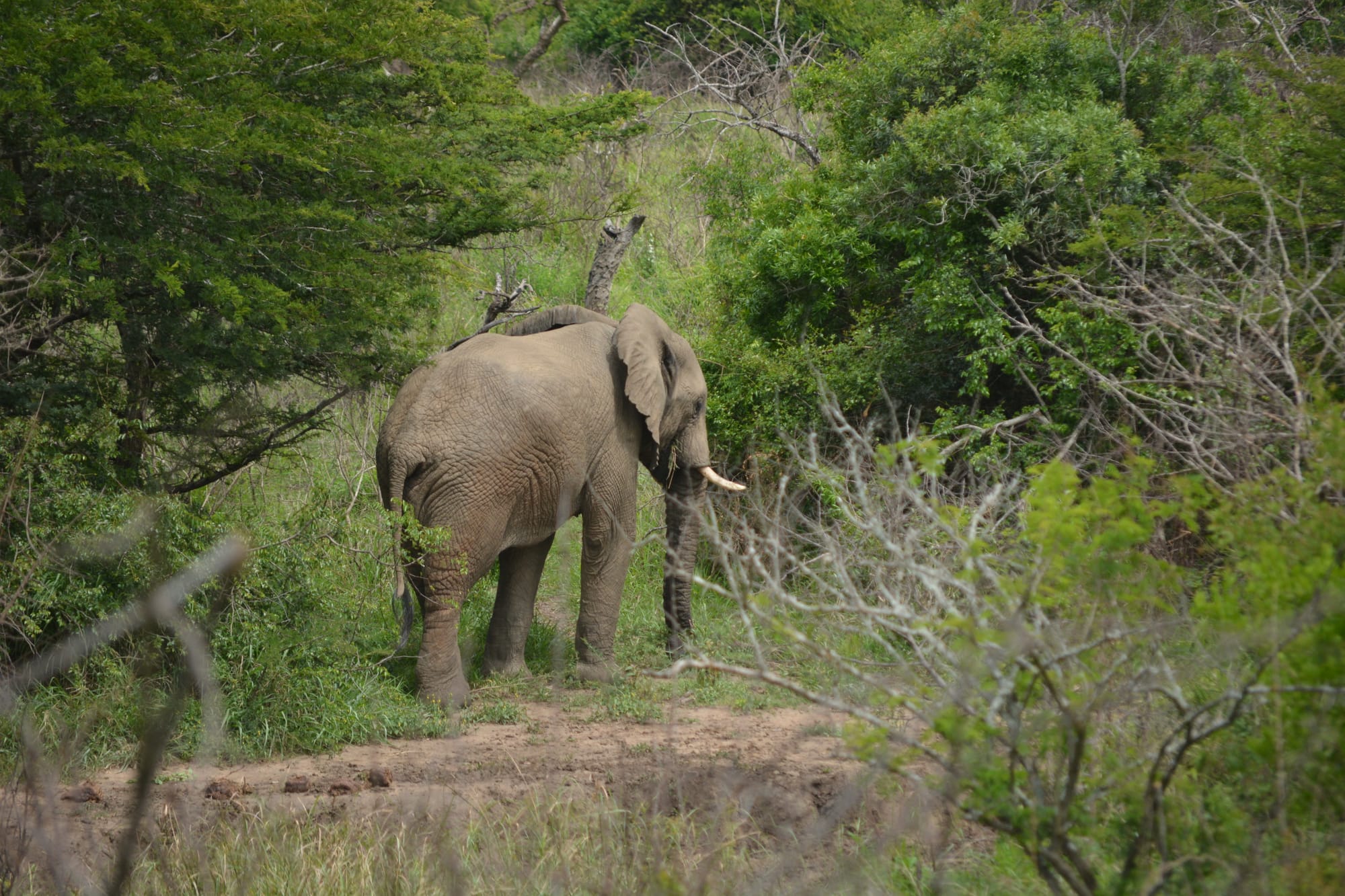 The Last Elephant of the Knysna Forest