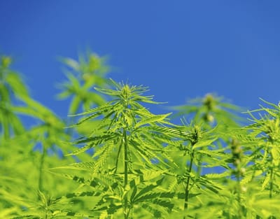 Knowing More About Hemp Cultivation image