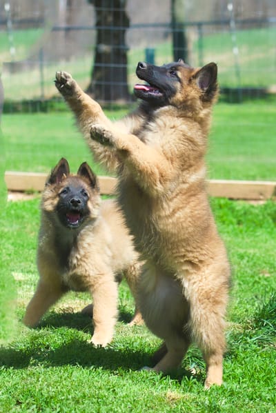 Aftershock  Contract &amp; Guarantee image