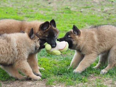 Aftershock  Contract &amp; Guarantee image