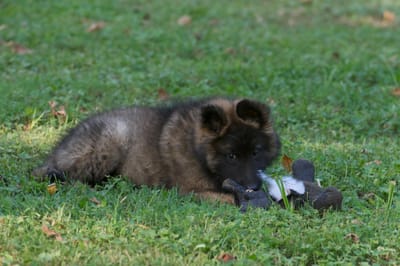 Aftershock  Contract &amp; Guarantee image