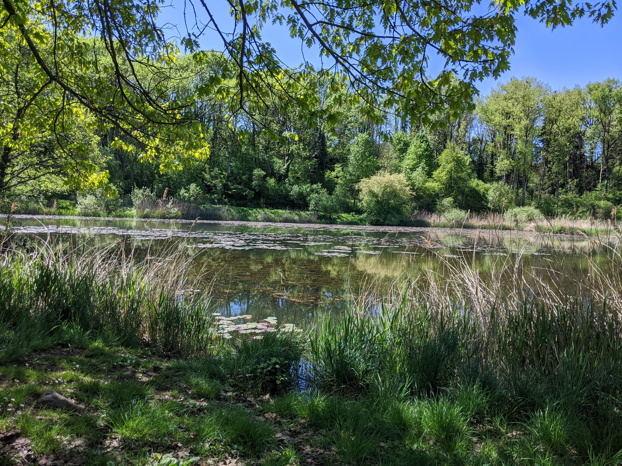 Cartographie des habitats du lac de Môle - CC4R