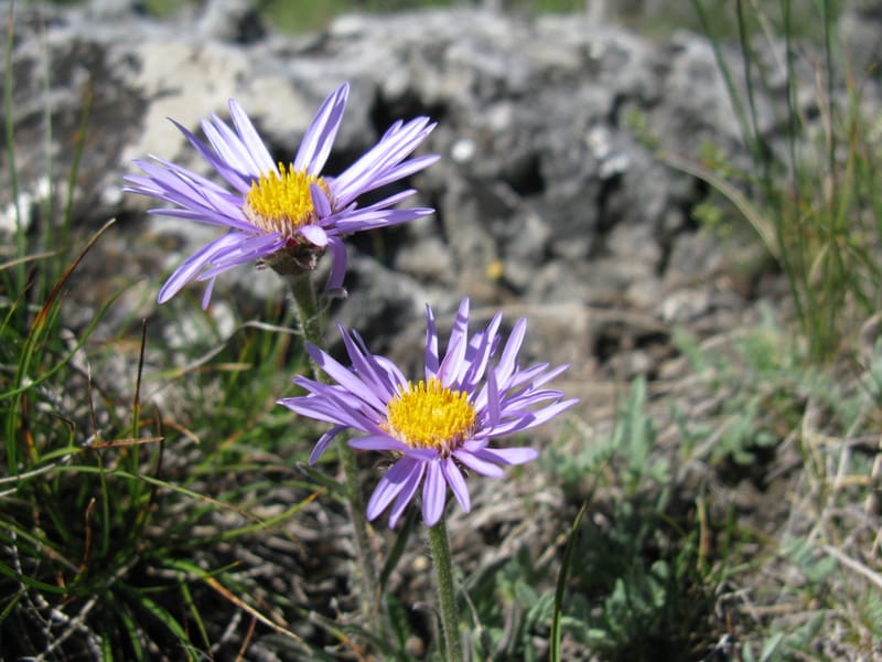 Expertise faune, flore, milieux naturels