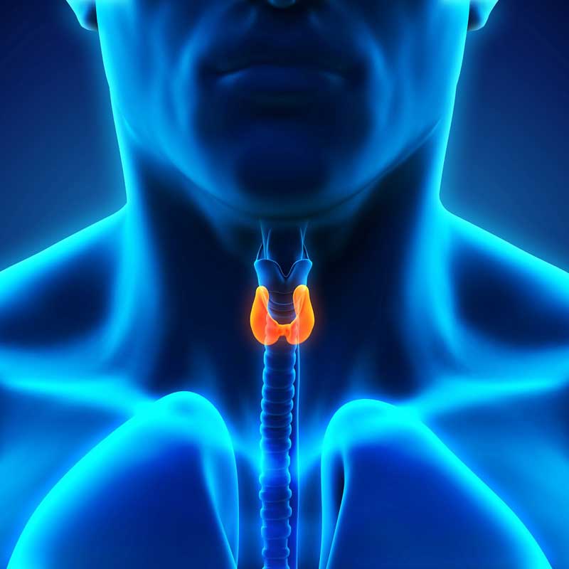 Endocrinology