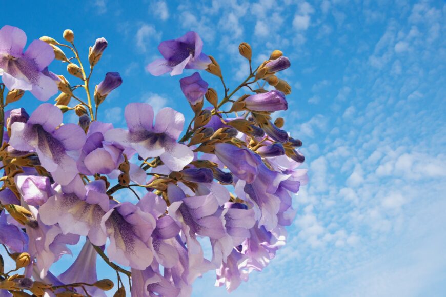 Cosa è la paulownia? Perchè al Paesetto?