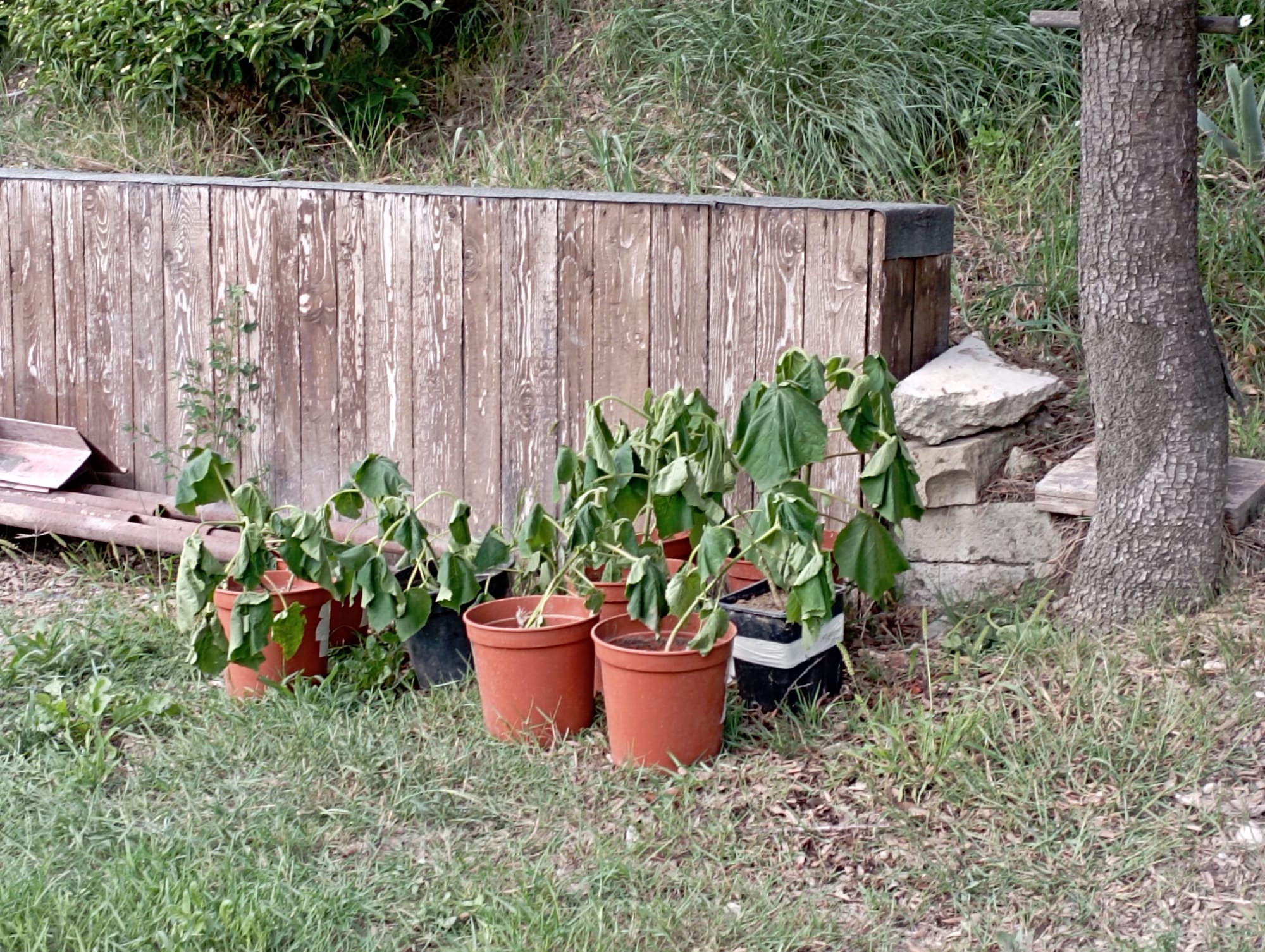 Paulownia