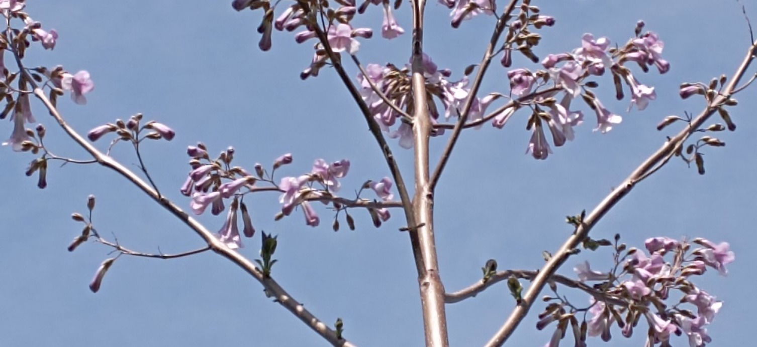 Blog della Paulownia