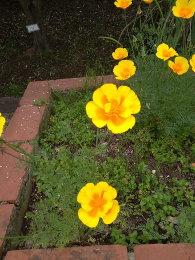 22 aprile - 52^ giornata della Terra