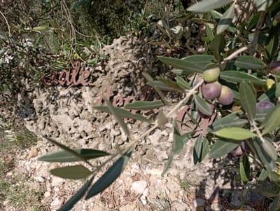 Gli Olivi al Paesetto