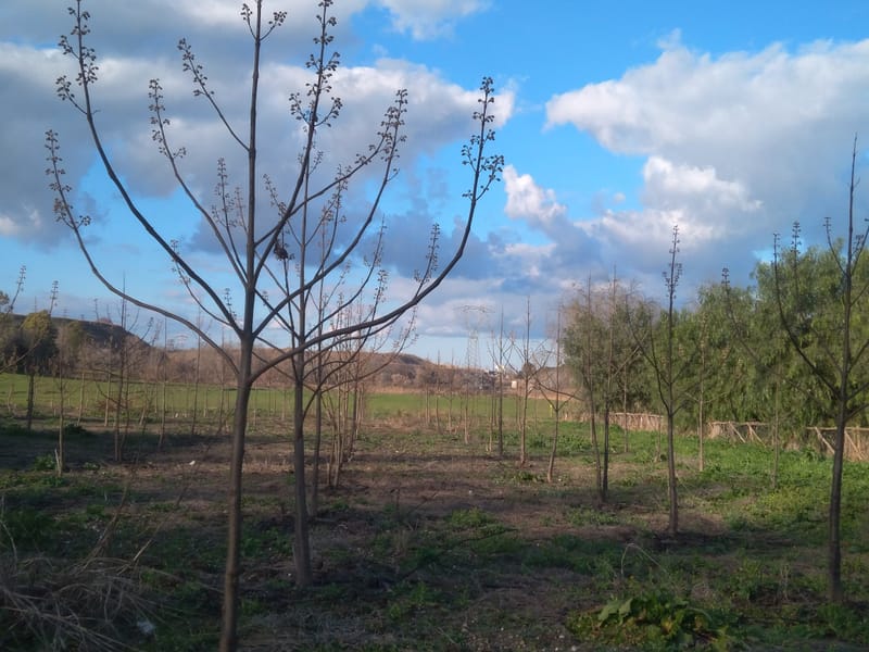 Intorno alla Paulownia