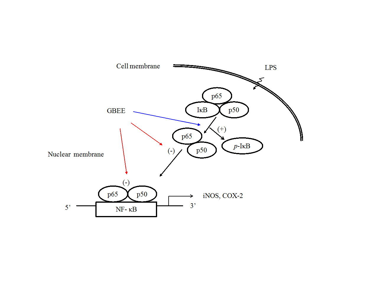 Anti-Inflammatory Activity of Gynura bicolor Ether Extract through Inhibits Nuclear Factor Kappa B Activation