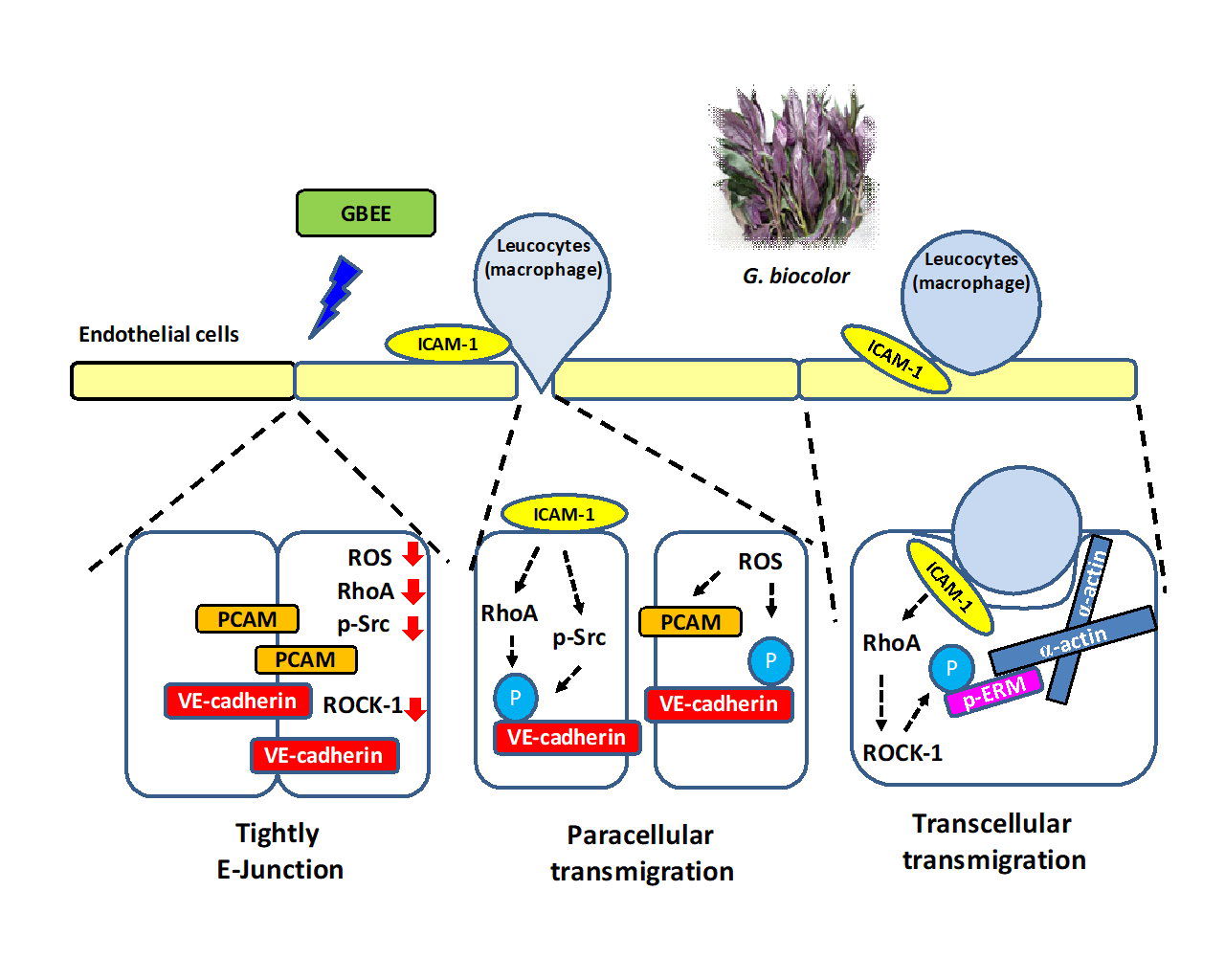 Suppressive Effects of the Gynura bicolor Ether Extract on Endothelial Permeability and Leukocyte Transmigration in Human Endothelial Cells Induced by TNF-α