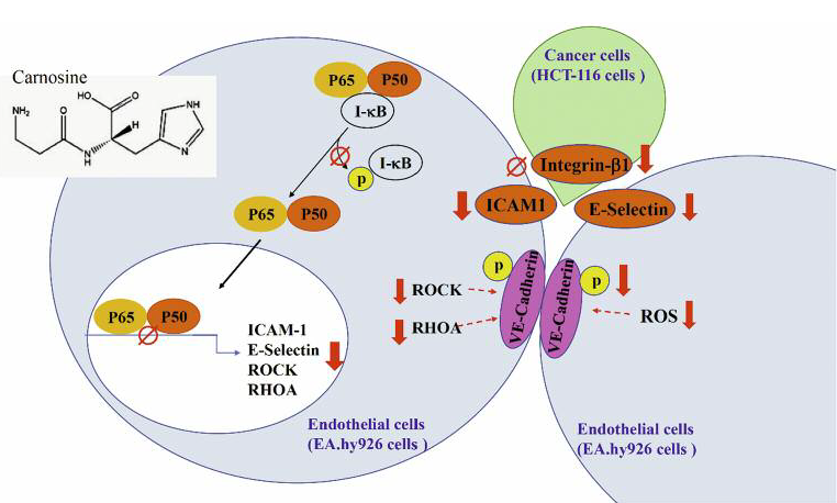 Suppression of Carnosine on Adhesion and
Extravasation of Human Colorectal Cancer Cells