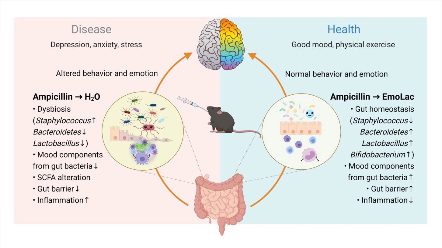 Suppressive Effects of Lactobacillus on Depression throughRegulating the Gut Microbiota and Metabolites in C57BL/6JMice Induced by Ampicillin