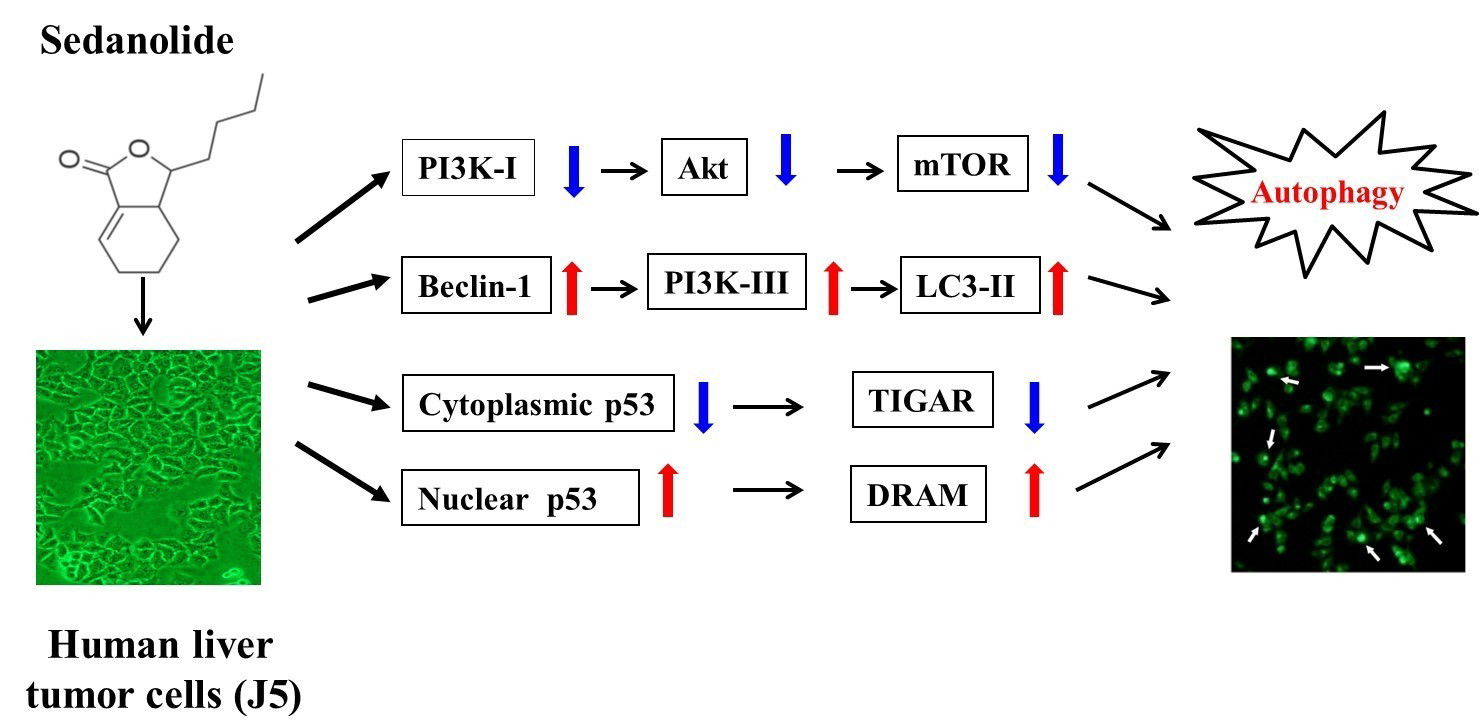 Sedanolide induces autophagy through the PI3K, p53 and NF-κB signaling pathways in human liver cancer cells