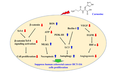 Carnosine suppresses human colorectal cancer cell proliferation
by inducing necroptosis and autophagy and reducing angiogenesis