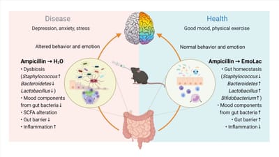 Suppressive Effects of Lactobacillus on Depression throughRegulating the Gut Microbiota and Metabolites in C57BL/6JMice Induced by Ampicillin