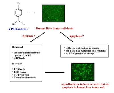 Induction of Necrosis in Human Liver Tumor Cells by α-Phellandrene