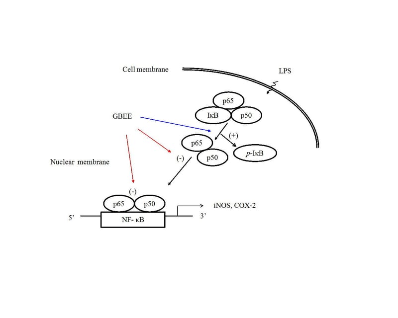 Anti-Inflammatory Activity of Gynura bicolor Ether Extract through Inhibits Nuclear Factor Kappa B Activation