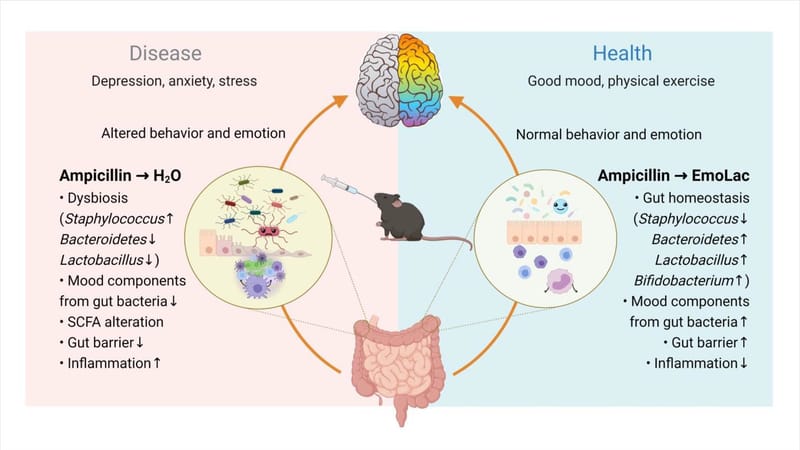 Suppressive Effects of Lactobacillus on Depression throughRegulating the Gut Microbiota and Metabolites in C57BL/6JMice Induced by Ampicillin