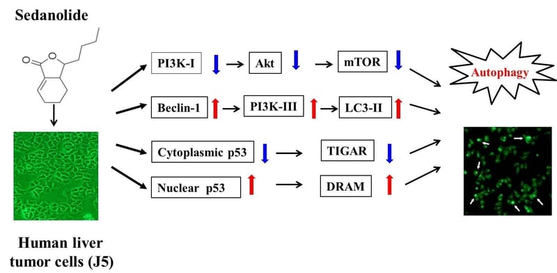 Sedanolide induces autophagy through the PI3K, p53 and NF-κB signaling pathways in human liver cancer cells
